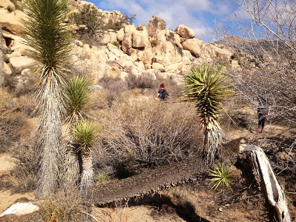 Joshua-Tree-Reiteration-2