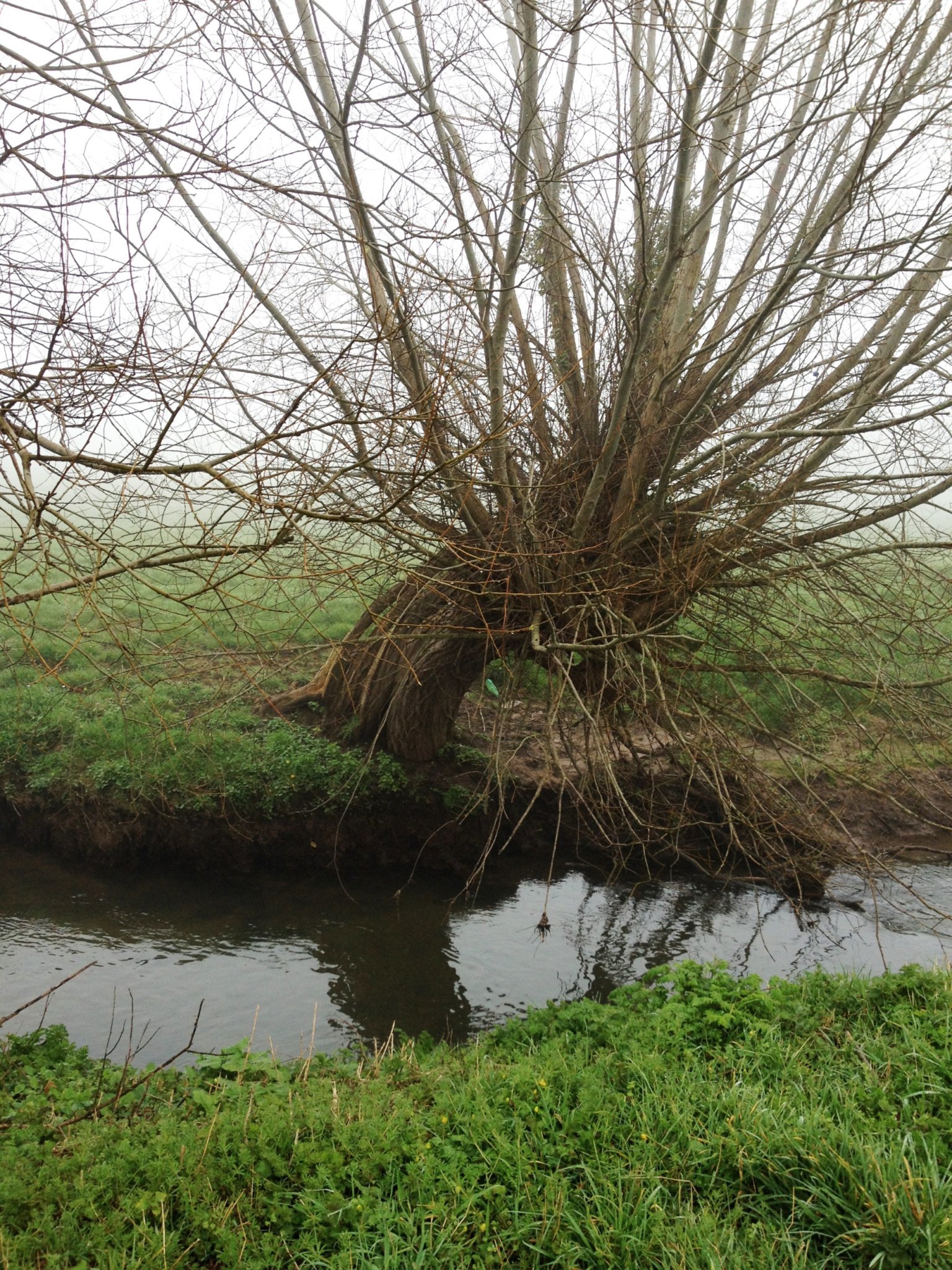 Willow-Pollard-Somerset-Levels-4