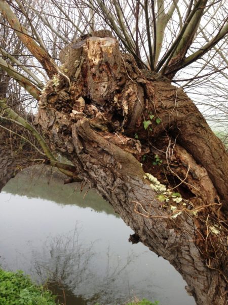 Willos-Pollard-Somerset-Levels-with-decay-at-cut