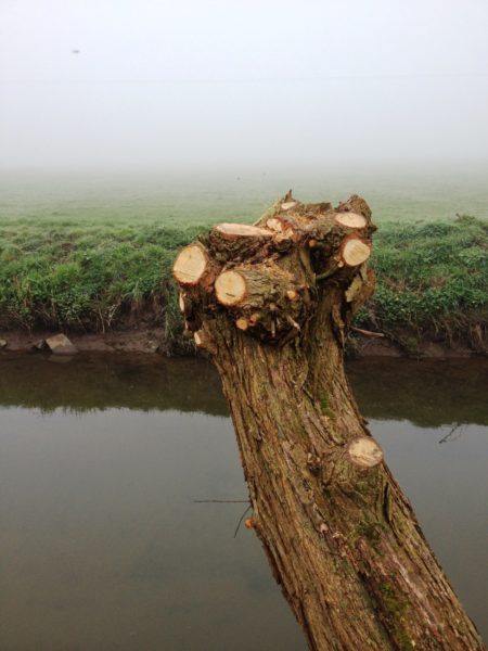 Willow-Pollard-Somerset-Level-Close-up-Cut