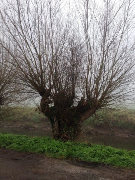 Willow-Pollard-Somerset-levels-2