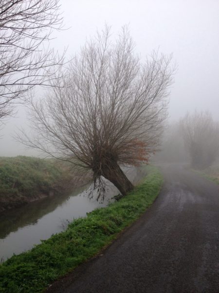 Willow-Pollard-Somerset-levels-3