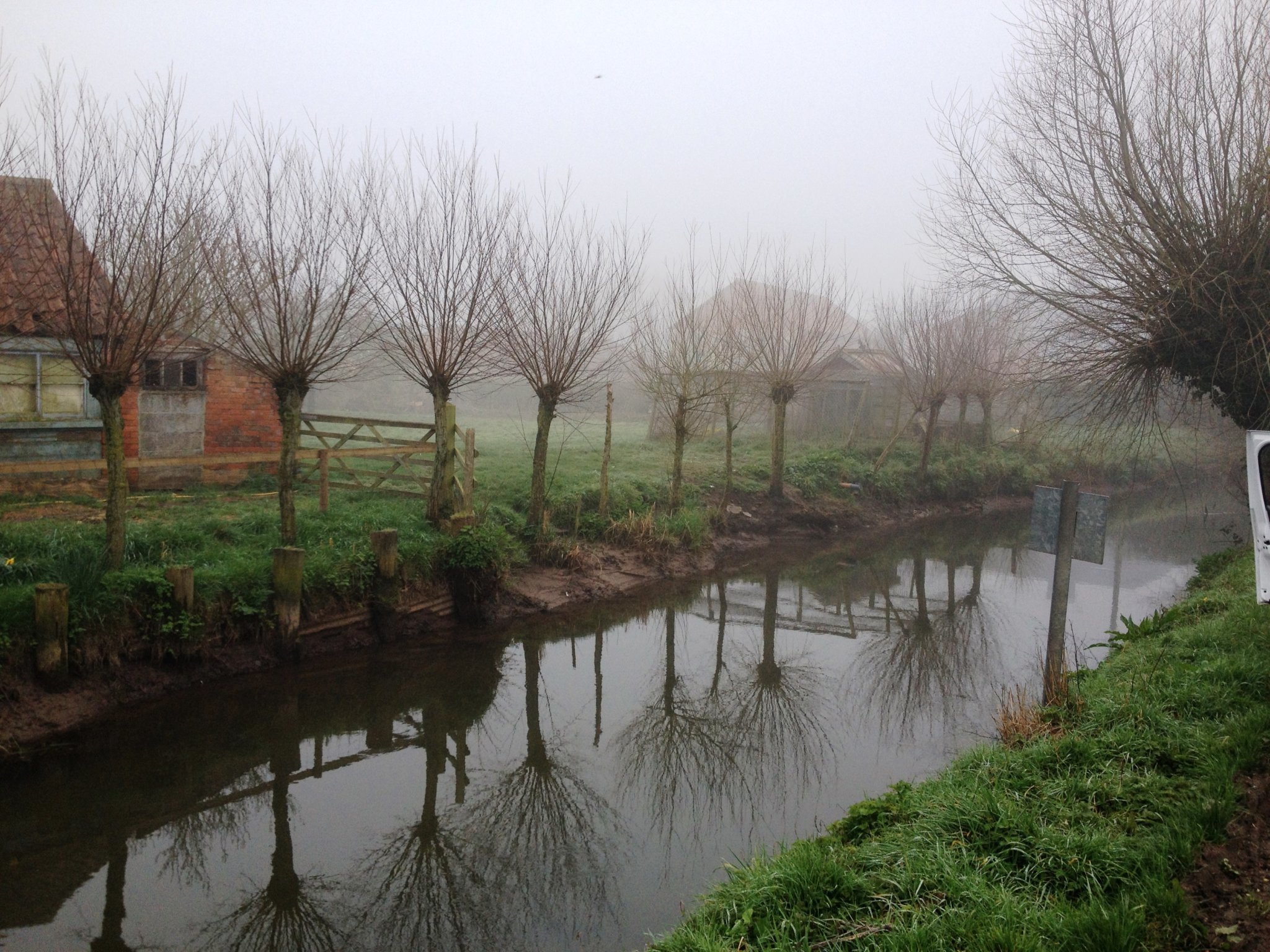 Willow-Pollards-Somerset-Levels-Reflection-2