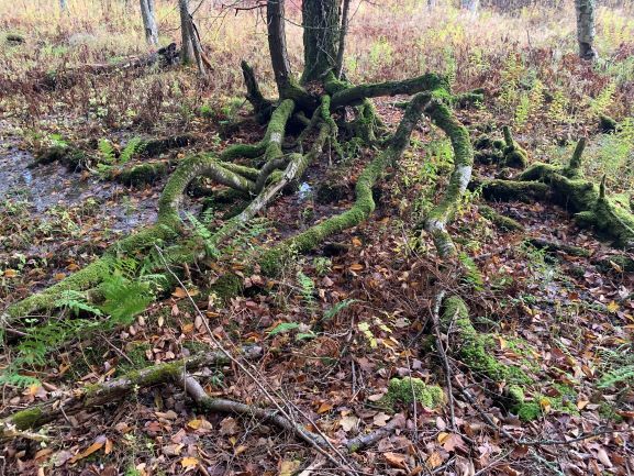 Yellow Birch Roots horizontal