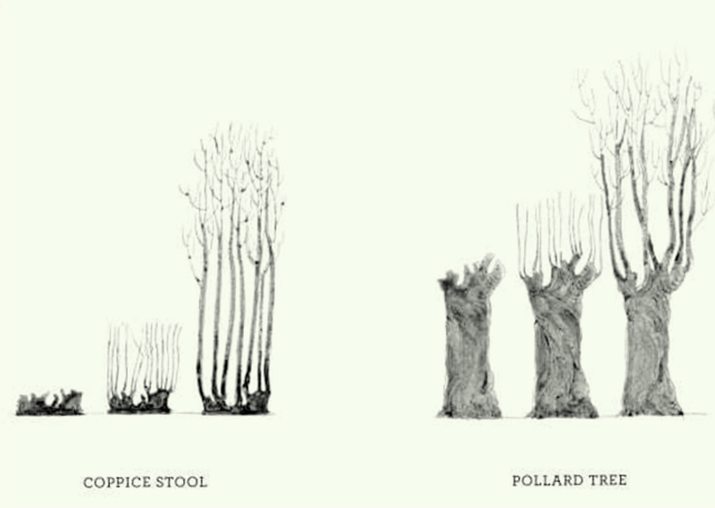 Coppice Pollard